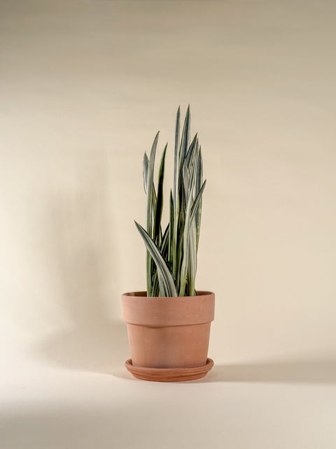 Dracaena trifasciata 'Bantel's Sensation'