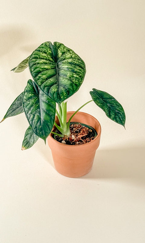 Alocasia baginda 'Dragon Scale Mint Variegata'