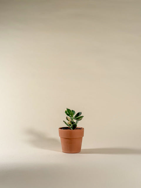 Crassula ovata 'Variegata'