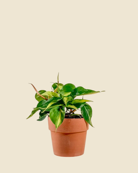 philodendron hederaceum entretien Philodendron hederaceum 'brasil' - 8"