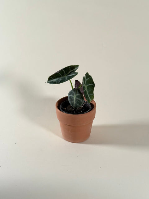 Alocasia watsoniana