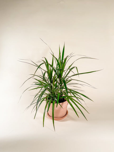 Dracaena marginata