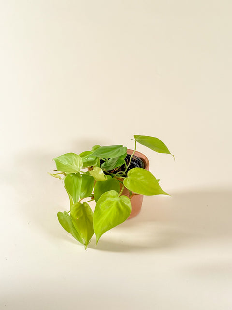 Philodendron hederaceum 'Lemon Lime'