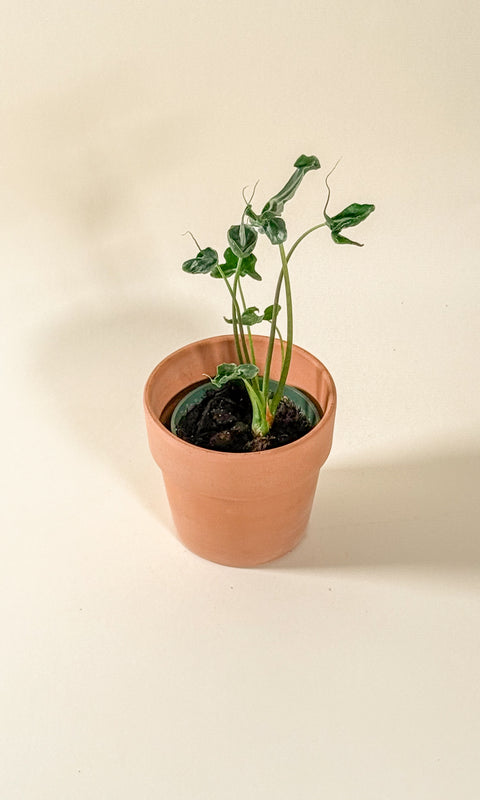 Alocasia 'teletubbies'