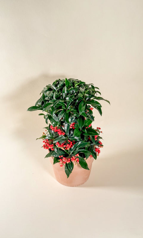 Ardisia crenata