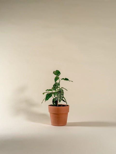 Ficus aspera G.Forst
