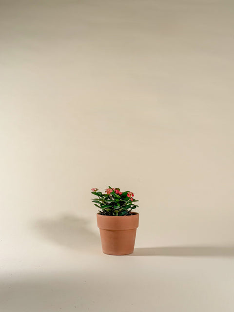 Euphorbia milli