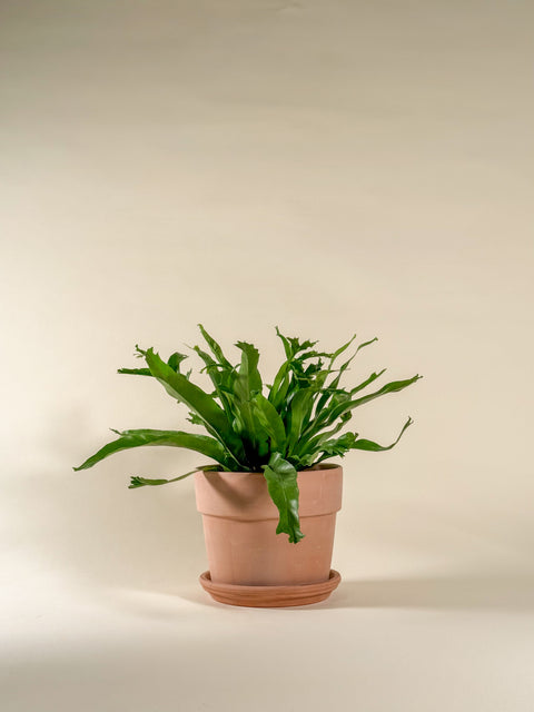 Asplenium nidus