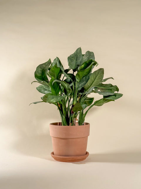 Aglaonema 'Grey Ghost'
