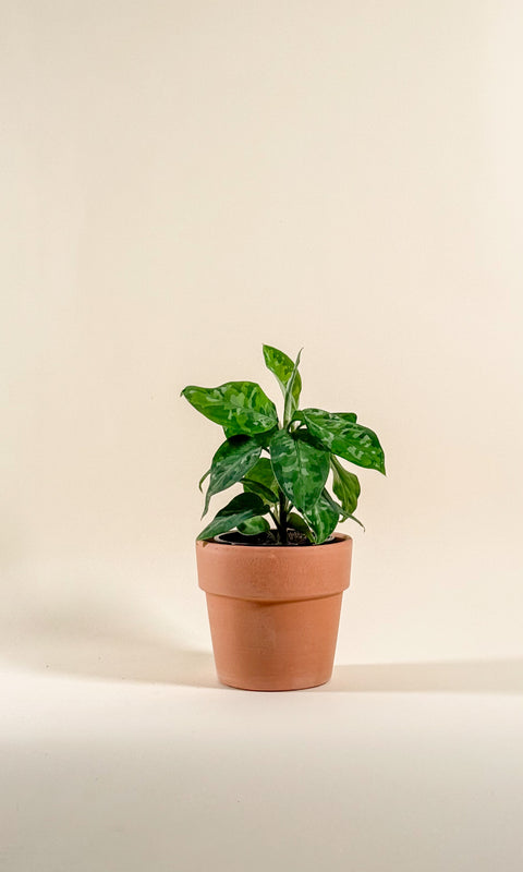 Aglaonema pictum 'Tricolor'