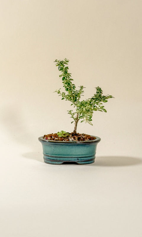 Serissa japonica 'Variegata'