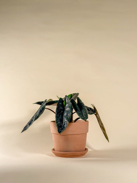 Alocasia scalprum A.Hay
