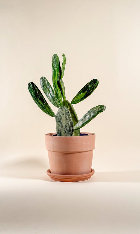 Opuntia cochenillifera 'Variegata'