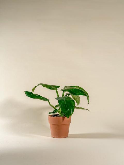 Philodendron 'Jose Buono'