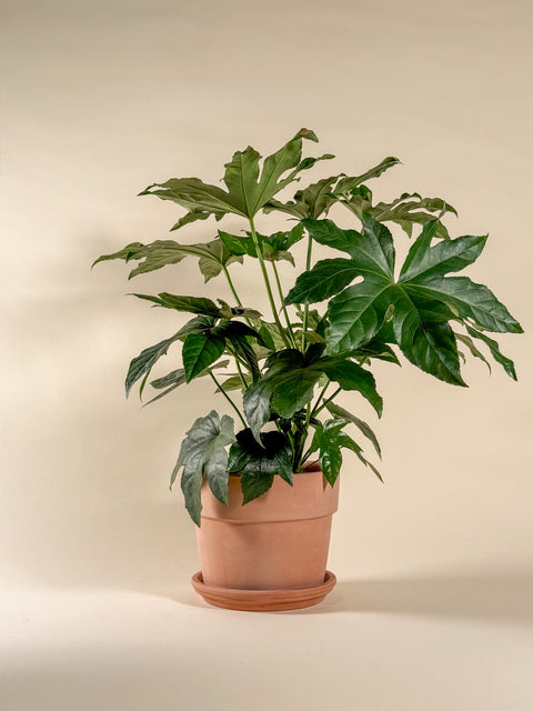 Fatsia japonica