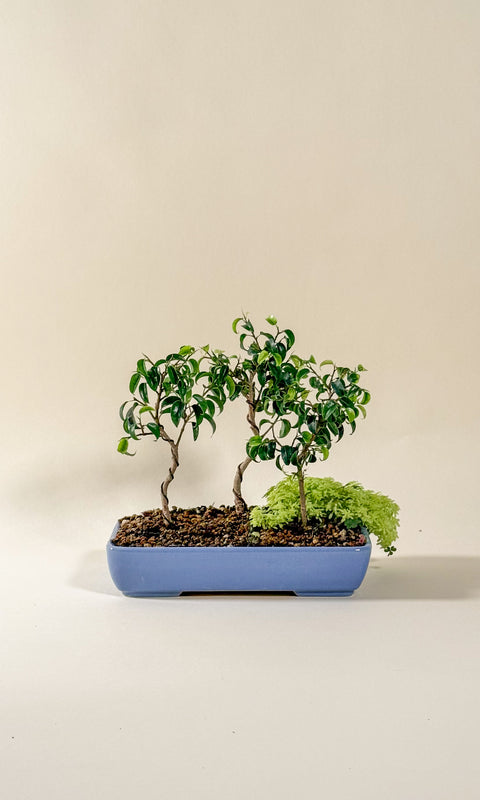 Ficus benjamina