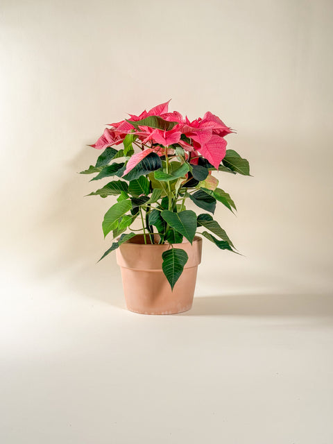 Euphorbia pulcherrima (Poinsettia)