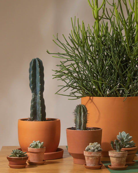 Pots et cache pots