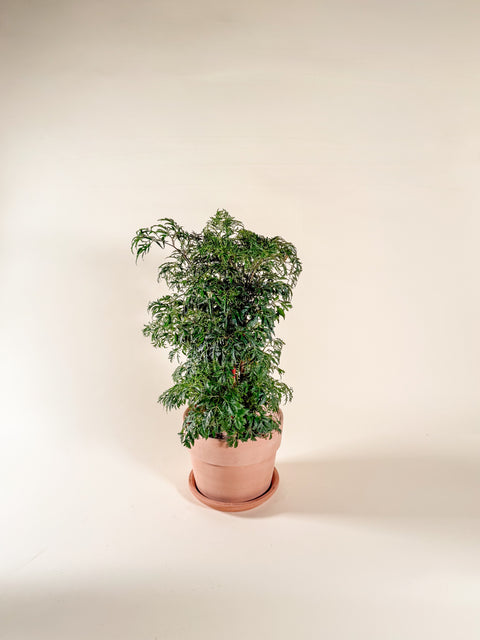 Polyscias fruticosa (Aralia Ming)