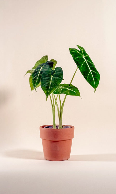 Alocasia micholitziana ‘Frydek’