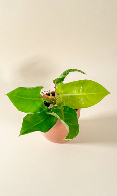 Philodendron 'Moonlight'