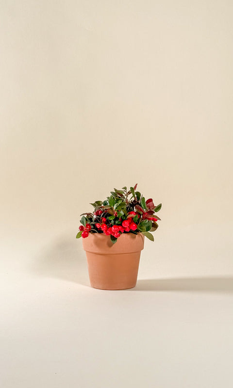 Gaultheria procumbens