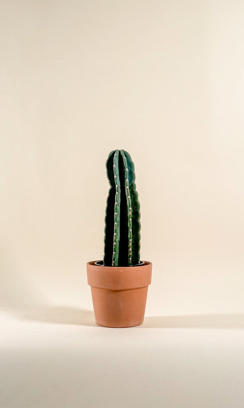 Echinocactus grusonii