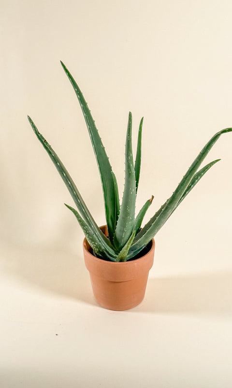Aloe vera