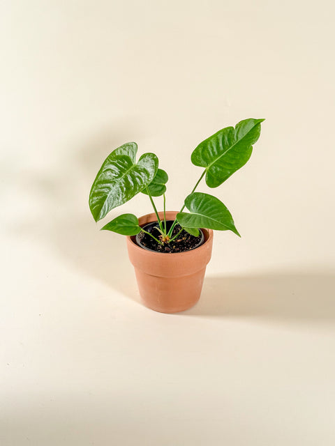 Anthurium veitchii