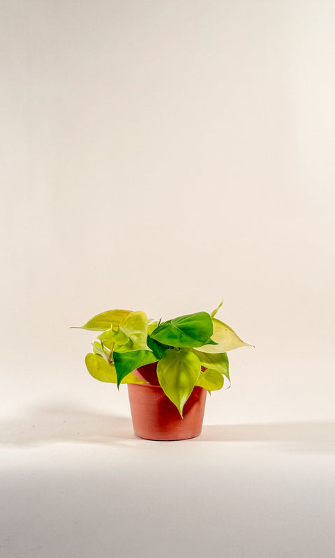 Epipremnum 'Neon Queen'