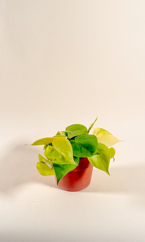 Epipremnum 'Neon Queen'