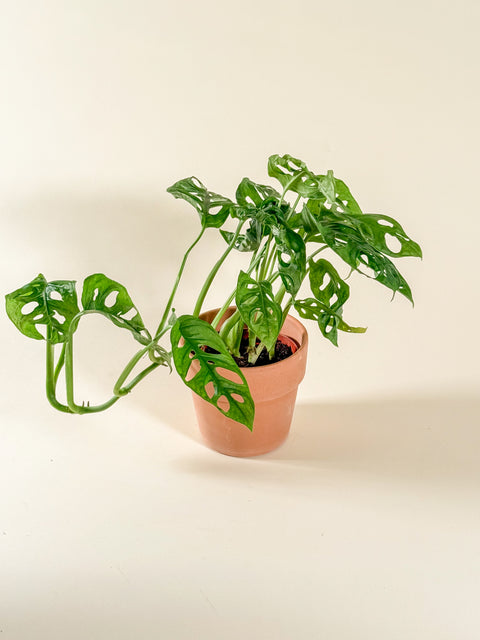 Monstera adansonii