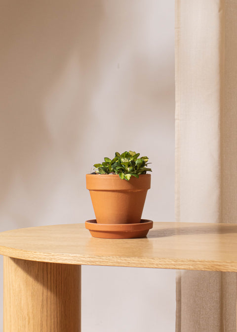 Pot terra cotta standard par Deroma