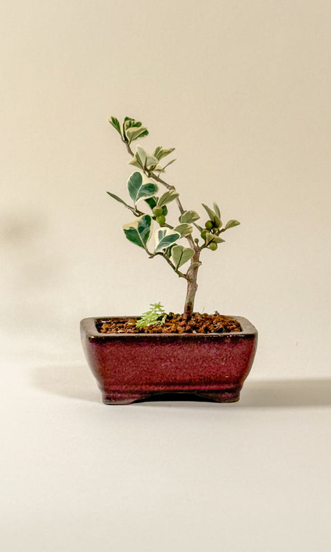 Ficus triangularis 'variegata'