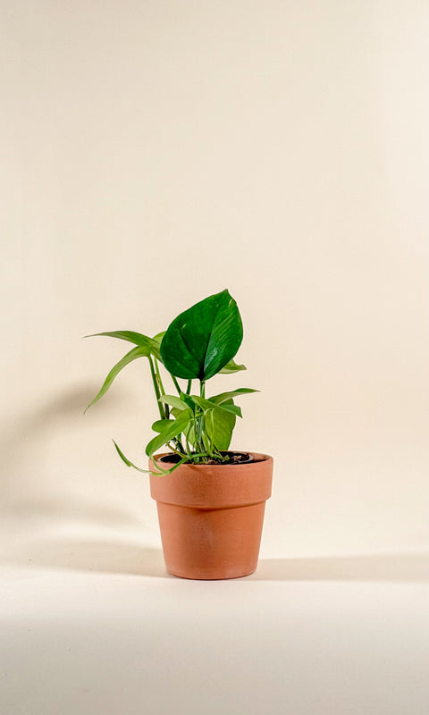 Epipremnum aureum 'Jade'