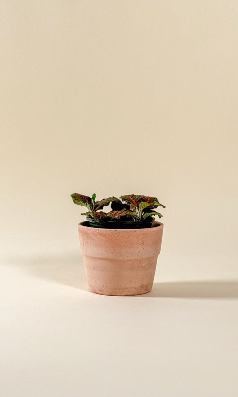 Fittonia albivenis 'Red'