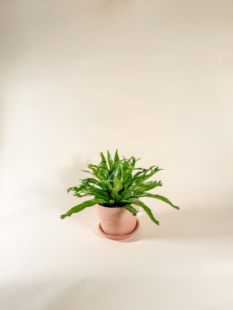 Asplenium nidus