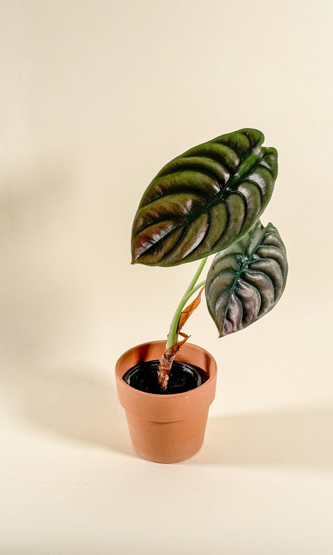 Alocasia cuprea 'Red Secret'