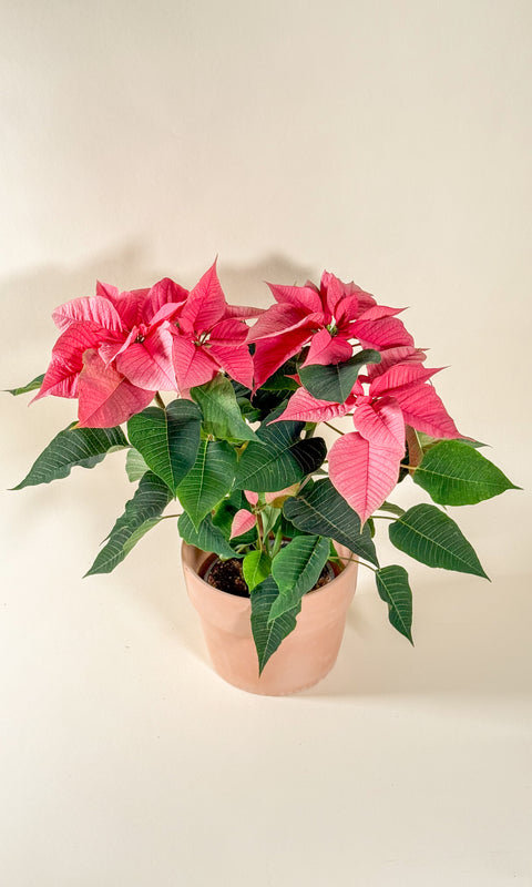 Euphorbia pulcherrima (Poinsettia)