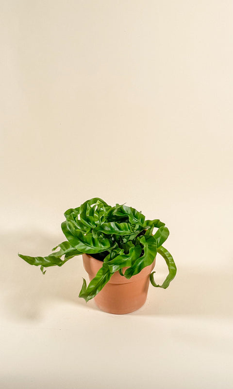 Asplenium nidus