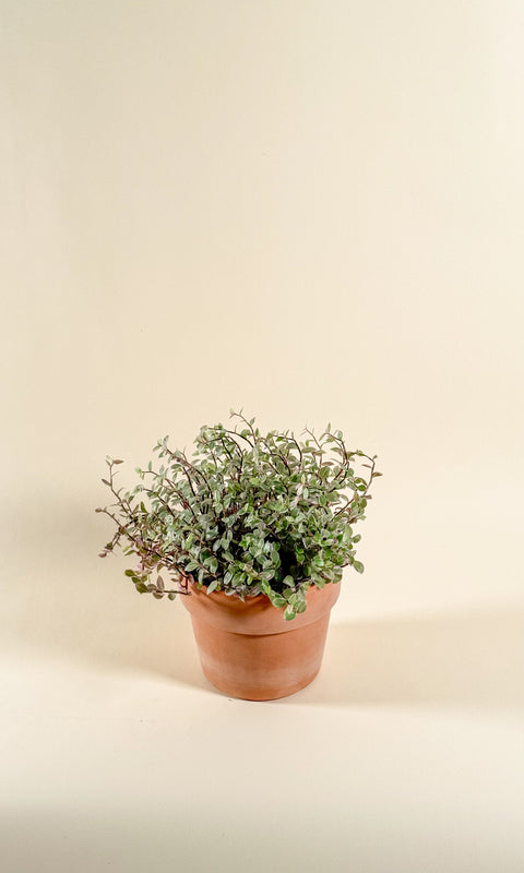 Callisia repens 'Pink Lady'