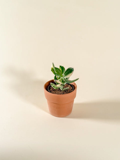 Crassula ovata 'Variegata'