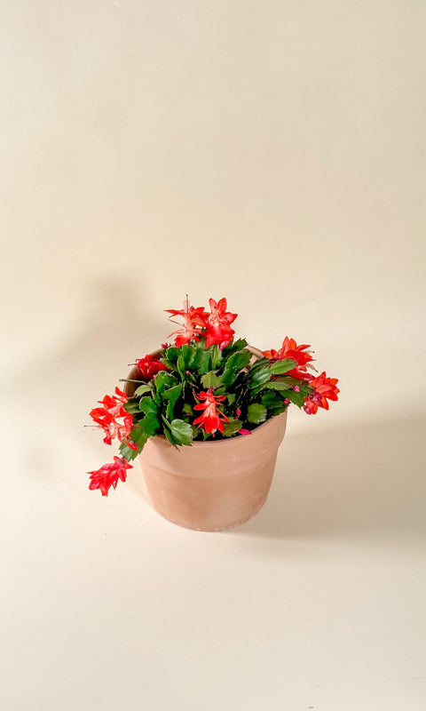 Schlumbergera