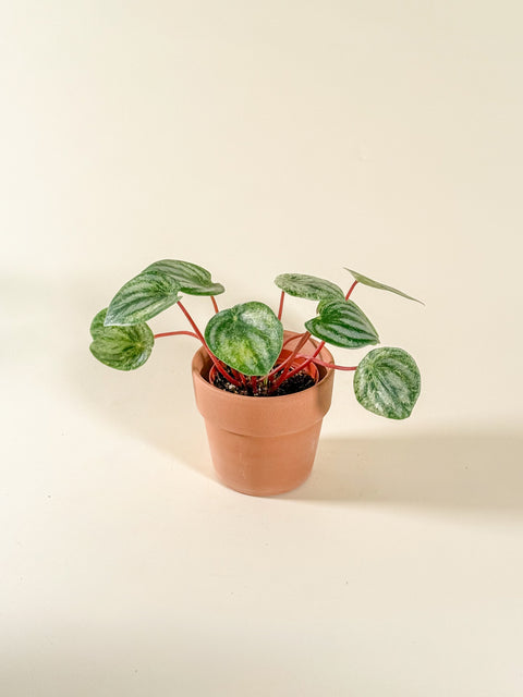 Peperomia argyreia 'Gold Dust'