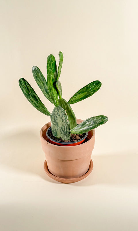 Opuntia cochenillifera 'Variegata'