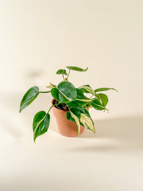 Philodendron hederaceum 'Silver Stripe'