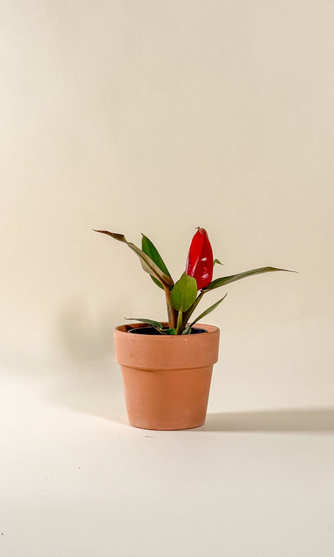 philodendron selloum sun red Philodendron 'Selloum' Sun red – Brindille