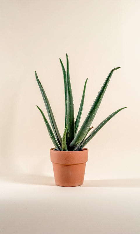 Aloe vera