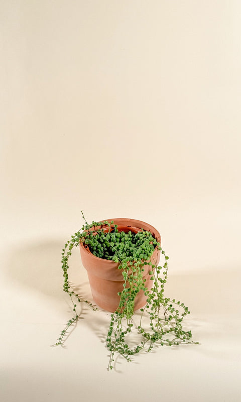 Senecio rowleyanus 'Variegata'