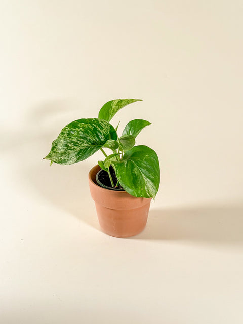 Philodendron 'Jose Buono'